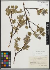 Foto von Salix myrsinites L.